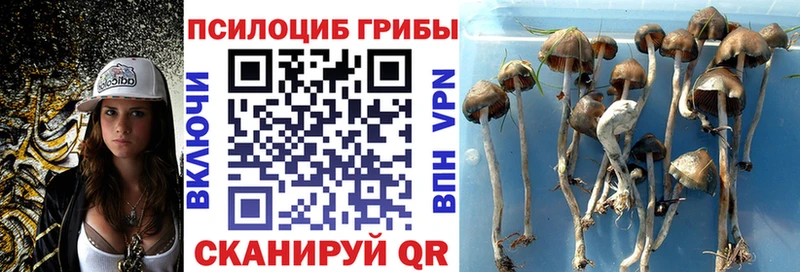 Галлюциногенные грибы Cubensis  kraken tor  Лосино-Петровский 
